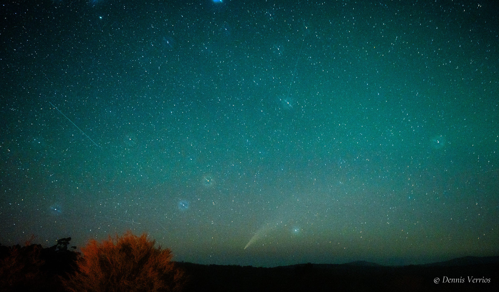 Comet C/2024 G3 (ATLAS) low over dark hills, its tail fanning up from the horizon into a teal, star-filled sky, with a lit tree in the foreground at Cann River, East Gippsland, Victoria. Photograph by Dennis Verrios.