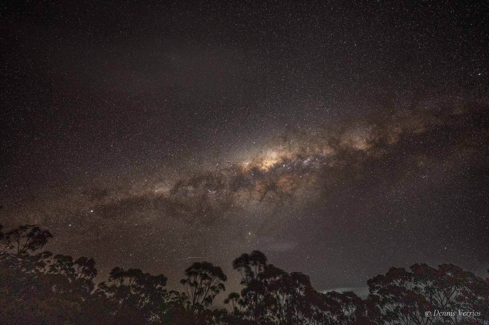 The bright core of the Milky Way stretching across a dense star field above silhouetted eucalyptus trees at the Leon Mow Dark Sky Site, Ladys Pass, Victoria. Photograph by Dennis Verrios.