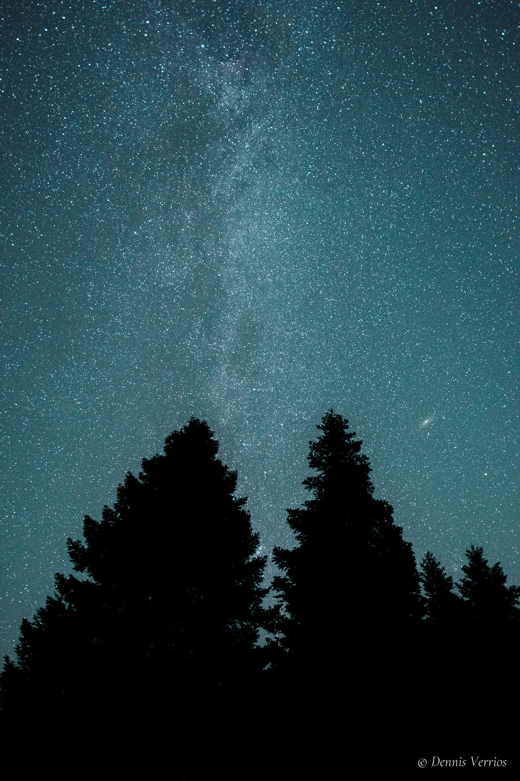 The Milky Way rising straight up from the silhouettes of fir trees into a teal night sky near Alonistaina, Arcadia, Greece. Photograph by Dennis Verrios.