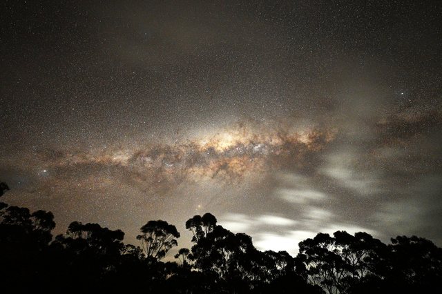 The Milky Way's bright galactic core arching above silhouetted eucalyptus trees on a partly cloudy night at the Leon Mow Dark Sky Site, Ladys Pass, Victoria. Photograph by Dennis Verrios.